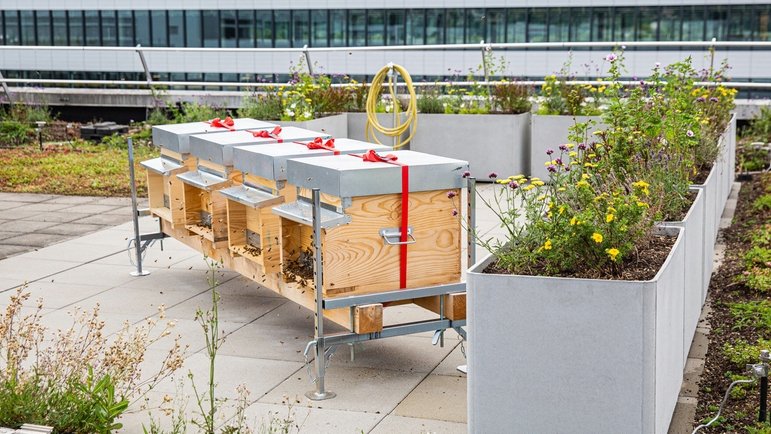 Abejas en el tejado de un edificio de producción de Endress+Hauser en Reinach (Suiza)